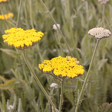 Achillea 'Coronation Gold' Gyllenröllika