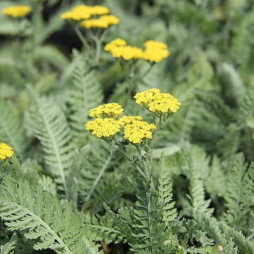 Achillea 'Moonshine' Gyllenröllika