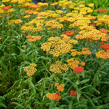 Achillea 'Safran' Röllika