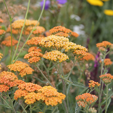 Achillea 'Terracotta' Gyllenröllika