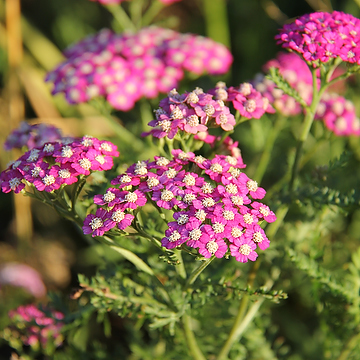 Achillea millefolium NEW VINTAGE VIOLET 'Balvinviolet' Röllika