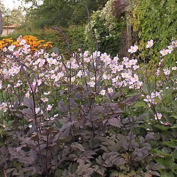 Actaea simplex 'Brunette' 2L Höstsilverax
