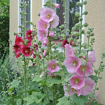 Alcea ficifolia Flerårig stockros