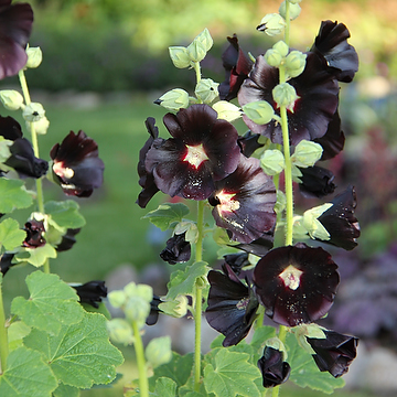 Alcea rosea Spotlight-Serien 'Blacknight' Stockros