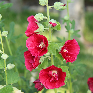 Alcea rosea Spotlight-Serien 'Mars Magic' Stockros