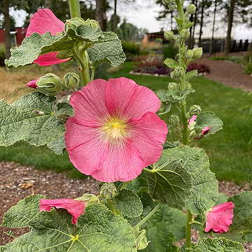 Alcea rosea Spotlight-Serien 'Radiant Rose' Stockros