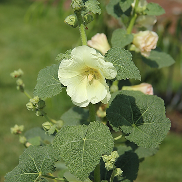 Alcea rosea Spotlight-Serien 'Sunshine' Stockros