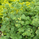 Alchemilla erythropoda Rödskaftig daggkåpa