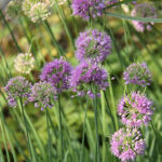 Allium 'Medusa's Hair' 2L Prydnadslök
