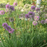 Allium 'Medusa's Hair' 2L Prydnadslök