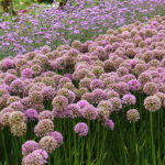 Allium 'Millenium' NY Trädgårdskantlök