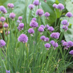Allium schoenoprasum Gräslök