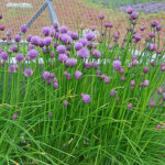 Allium schoenoprasum Gräslök