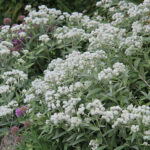 Anaphalis triplinervis Ulleternell