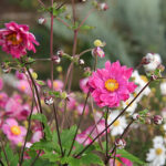 Anemone hupehensis var. japonica 'Bressingham Glow' 2L Fylld höstanemon