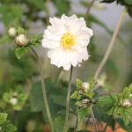 Anemone hybrida 'Whirlwind' Höstanemon