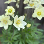 Anemone x lesseri SPRING BEAUTY WHITE 'Anem079' NY Röd flikanemon