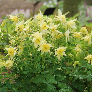 Aquilegia 'Spring Magic Yellow' Akleja