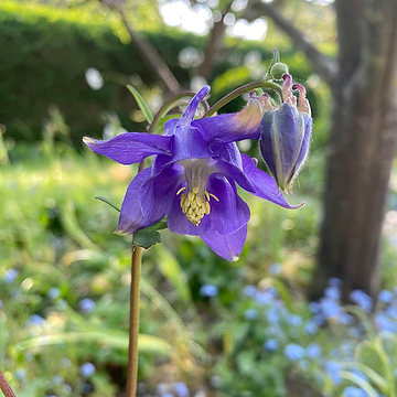 Aquilegia vulgaris Akleja