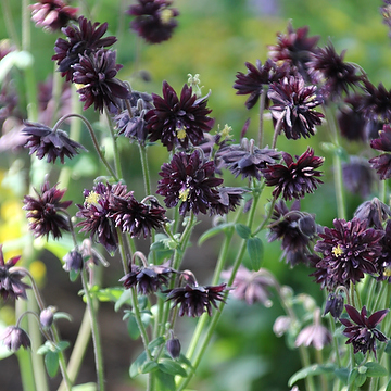 Aquilegia vulgaris stellata Barlow-ser. 'Black Barlow' Akleja