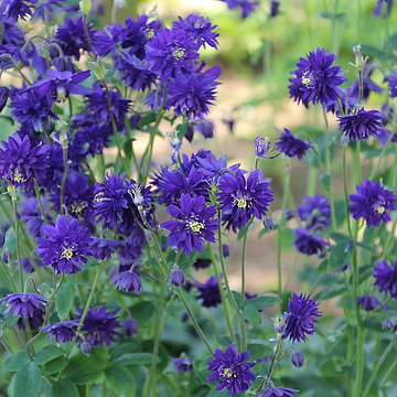 Aquilegia vulgaris stellata Barlow-ser. 'Blue Barlow' Akleja