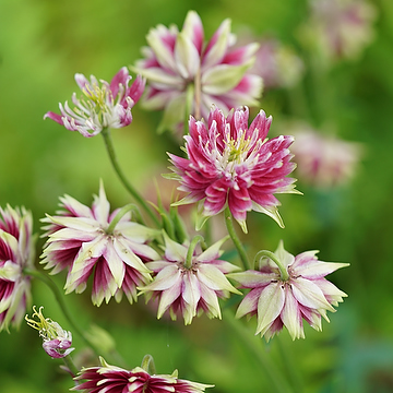 Aquilegia vulgaris stellata Barlow-ser. 'Nora Barlow' Akleja