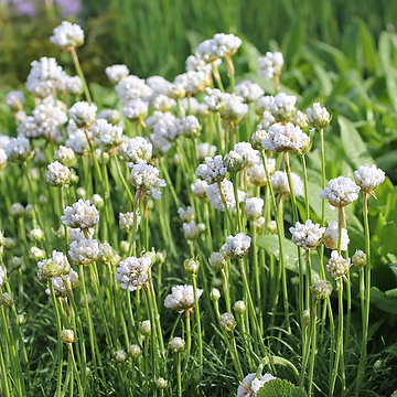 Armeria maritima 'Armada White' Strandtrift