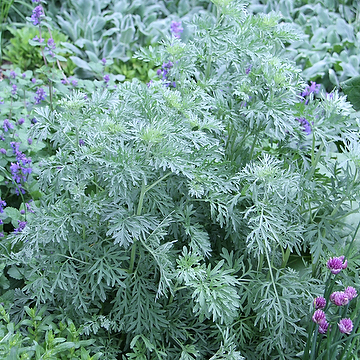 Artemisia absinthium Äkta malört