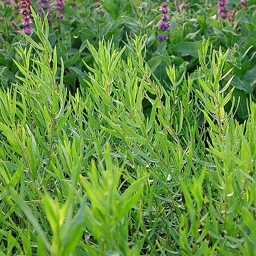 Artemisia dracunculus Fransk dragon