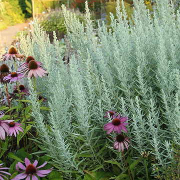 Artemisia ludoviciana 'Silver Queen' Vitmalört