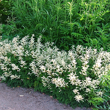 Aruncus aethusifolius Koreansk plymspirea