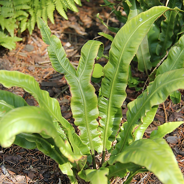 Asplenium scolopendrium Hjorttunga