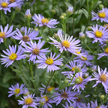 Aster amellus 'Axel Tallner' GK Brittsommaraster