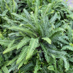 Blechnum spicant Kambräken