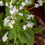 Brunnera macrophylla 'Betty Bowring' Kaukasisk förgätmigej