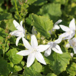 Campanula poscharskyana 'E.H Frost' Stjärnklocka