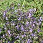 Campanula poscharskyana Stjärnklocka