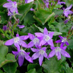 Campanula poscharskyana Stjärnklocka