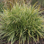 Carex morrowii 'Ice Dance' Japansk starr
