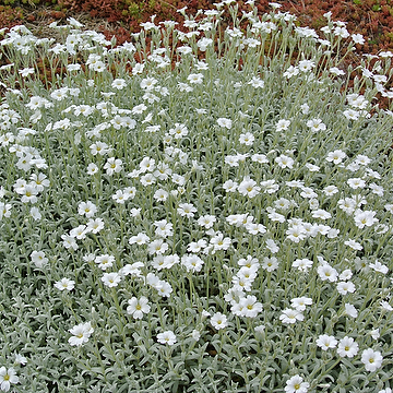 Cerastium tomentosum Silverarv