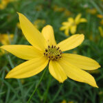 Coreopsis verticillata 'Zagreb' Höstöga