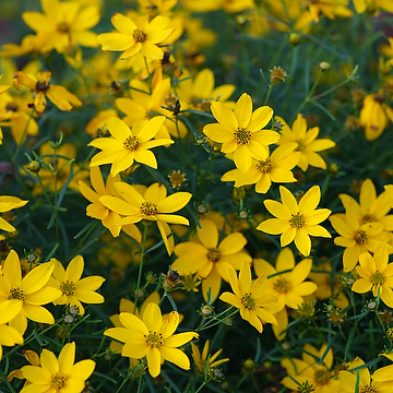 Coreopsis verticillata 'Zagreb' Höstöga