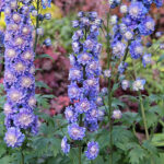 Delphinium Elatum-Gr. HIGHLANDER BOLERO 'Coadelbo' 2L Trädgårdsriddarsporre