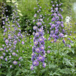 Delphinium Elatum-Gr. HIGHLANDER BOLERO 'Coadelbo' NY Trädgårdsriddarsporre