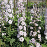 Delphinium Elatum-Gr. HIGHLANDER CHA CHA 'Coadelcha' 2L Trädgårdsriddarsporre