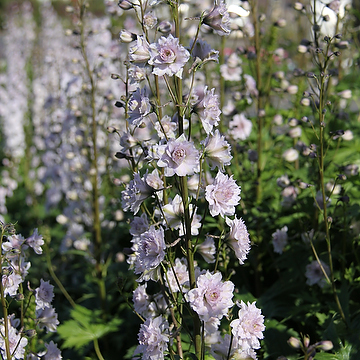 Delphinium Elatum-Gr. HIGHLANDER CHA CHA 'Coadelcha' 2L Trädgårdsriddarsporre