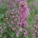 Delphinium Elatum-Gr. HIGHLANDER FLAMENCO 'Coadelfla' 2L Trädgårdsriddarsporre