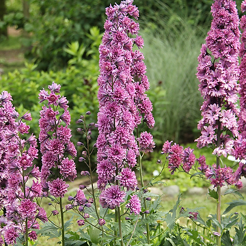 Delphinium Elatum-Gr. HIGHLANDER FLAMENCO 'Coadelfla' 2L Trädgårdsriddarsporre