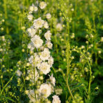Delphinium Elatum-Gr. HIGHLANDER SAMBA 2L Trädgårdsriddarsporre