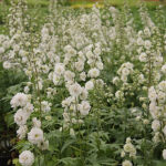 Delphinium Elatum-Gr. HIGHLANDER SAMBA 2L Trädgårdsriddarsporre